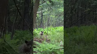 Coyote attacks decoy while hunting #fishing #hunting #bassfishing #catching #turkey