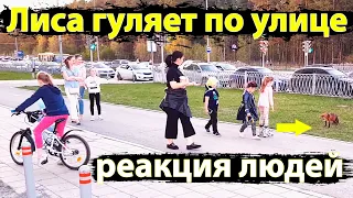 Лиса гуляет на улицах города, реакция людей  / MIKI THE FOX