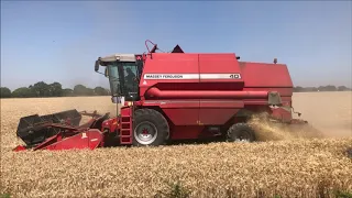 MF 40RS Wheat Harvest 2020