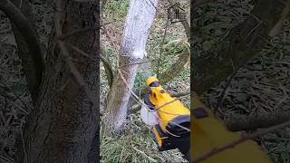 A quick way to whitewash trees