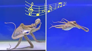 Will an Octopus React to Music - VIEWER REQUEST