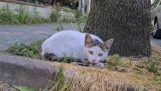 Poor hungry kitten is waiting for someone to bring her food.