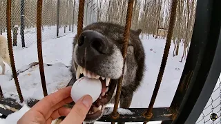 Куриные яйца ВОЛКАМ на завтрак, Разгрузочный день в парке северных Волков. 8 марта 2021 г.