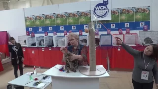 Выставка кошек World cat show – 2017 в экспоцентре