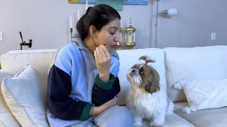 Murphy cute hai yan naughty? || Mumma ke sath pyar yan gussa?  @murphytheshihtzu803