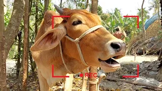 8 Cow Mooing, Whose Voice Is Good, The Ultimate Cow Sound Experience, Listen To These Cow Sound