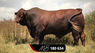 Majesto Beefmasters Production Auction