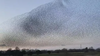 Starling murmuration Shapwick Heath National Nature Reserve