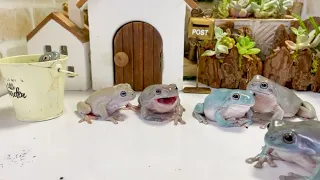 The chorus of frogs was too unique and fun!