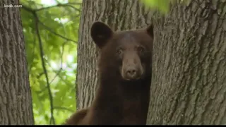 Bear sightings cause stir St. Louis neighborhoods