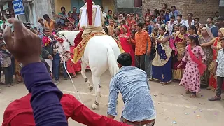 janki ghodi dance video must watch this video 🔥♥️