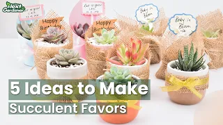 5 Easy Succulent Favor DIY Ideas | The Next Gardener