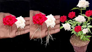 The method of growing Rose from buds the whole world does not know | How to propagate Rose from buds