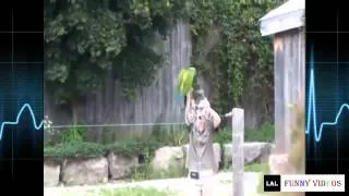 Funny Parrot Videos 2015 - Ultimate Parrot Compilation Full HD [New]