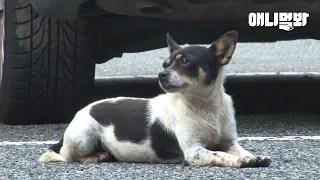 Dog Waits 6 Years For Her Owner Who Won’t Come Back