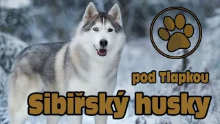 SIBIŘSKÝ HUSKY | O PLEMENU