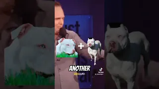 Bill Burr's pitbull #miscclips1