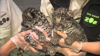 Jaguar Cubs at the San Diego Zoo