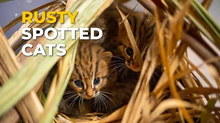 Rusty Spotted Cats (World's Smallest Cat) Reunited with its Mother! | RESQ Charitable Trust, India