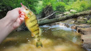 I Found a Awesome Fishing Spot Hidden in the Woods!