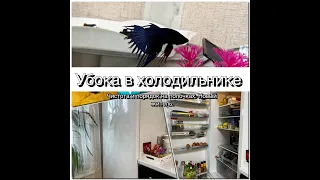 Vlog 7 Уборка в холодильнике. Мои методы хранения, контейнеры.Новый житель на кухне.