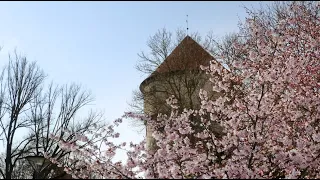 Spring in Tallinn