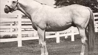 25 Greatest American Race Horses