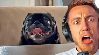 WEIRDEST DOG EVER! Miniminter Reacts To Daily Dose Of Internet