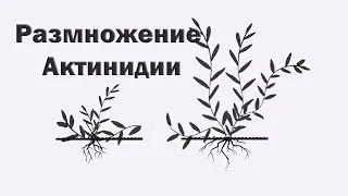 Как размножить Актинидию. Формирование отводка.