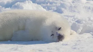 アザラシの赤ちゃんです。僕は寝ぼけていますので、変な顔をするかもしれませんが、よろしくお願いします。