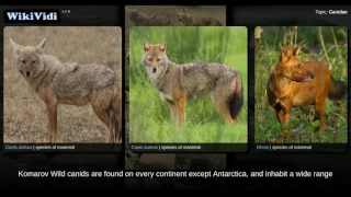 Canidae - WikiVidi Documentary