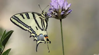 זנב סנונית המכבים ~ Southern swallowtail