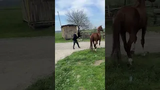 Поход на лошадях в Грозном