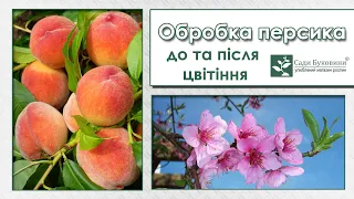 Обробка персика до та після цвітіння. Захист персика від хвороб та шкідників. Кучерявість листя