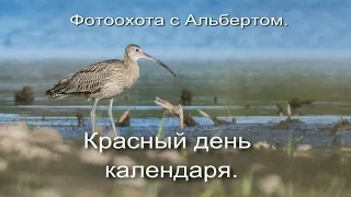 Фотоохота с Альбертом.  Красный день календаря.