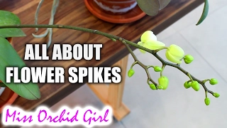 All about Phalaenopsis Orchid flower spikes