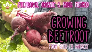 Growing Beetroot | Multisown | Seed To Harvest 🌿 Complete Growing Guide