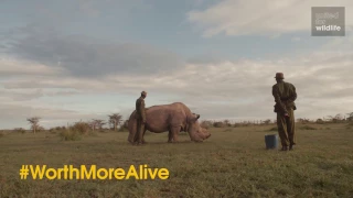 Saving the Northern White Rhino