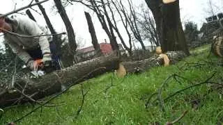 Stihl MS 460 cutting horse chestnut tree 1.