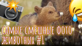 😹 ВЫ ТАКОГО НЕ ВИДЕЛИ🤣САМЫЕ СМЕШНЫЕ  ФОТО ЖИВОТНЫХ 1 🔥ПОДПИШИТЕСЬ😹