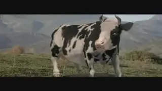 Cow and man fight