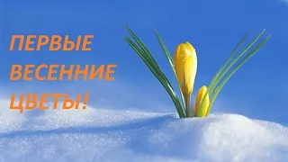 ПЕРВЫЕ ВЕСЕННИЕ ЦВЕТЫ (ВЕСНА) Spring flowers