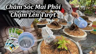 Chăm Sóc Mai Phôi Chậm Lên Tượt - Mai Vàng Duy Hiếu