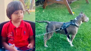 Fatih Selim’in koruyucu köpeği nora sokak köpeklerine çok kızdı.Barbunya ve makarna yiyen pitbull