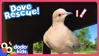 Sisters Rescue A Baby Dove Who Won't Leave! | Dodo Kids | Rescued!