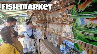 Ornamental Fish Market | Philippines