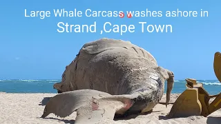 Large Whale Carcass washes ashore on Strand Beach ,Cape Town #whale #capetown #strandbeach