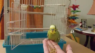 Rocky The Parakeet Jumps For Treats