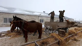 Овцеферма поселка Белозерный. Идет окот, обзор рабочего дня