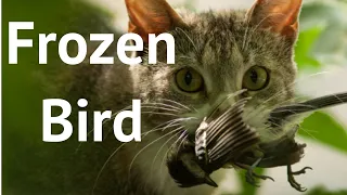 Frozen bird- short story -Inspirational story